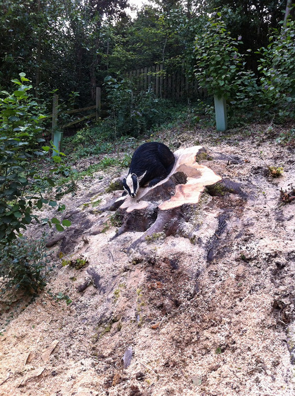 Chainsaw carving