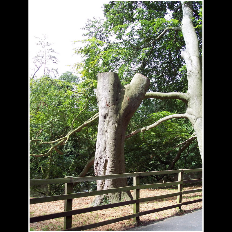 picture of carving