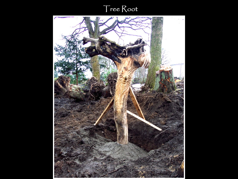 picture of tree root carving